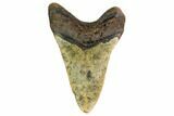 Fossil Megalodon Tooth - North Carolina #160999-2